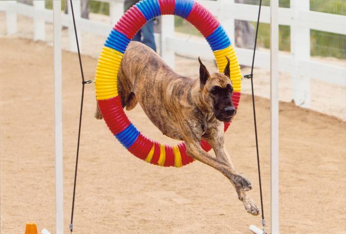 Agility Parties