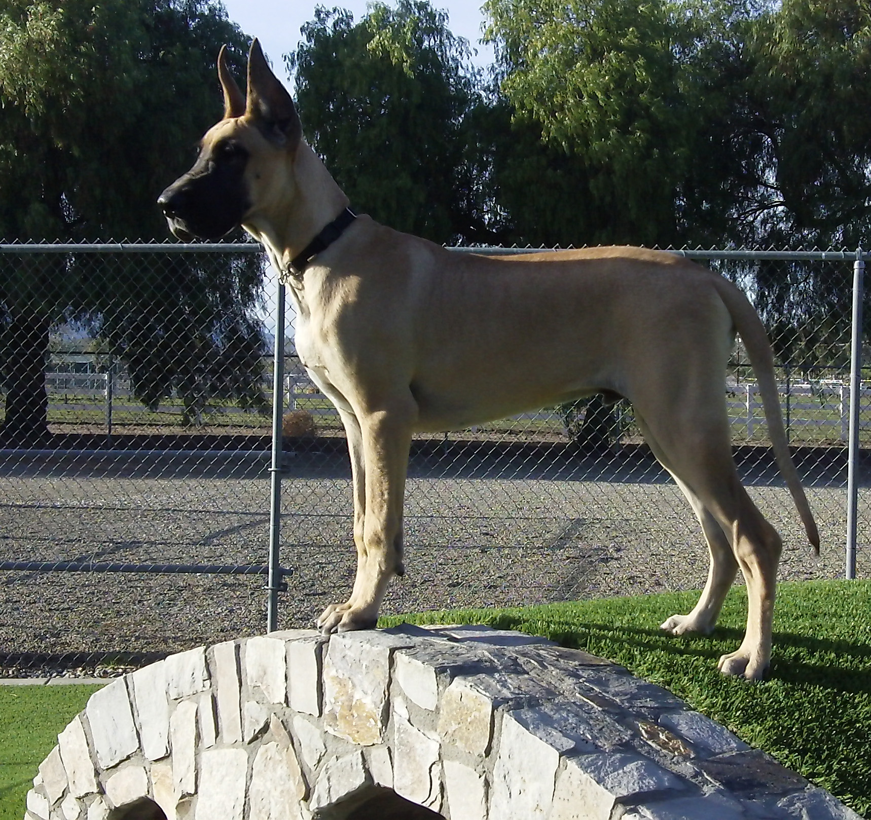 Ruger at 6 months