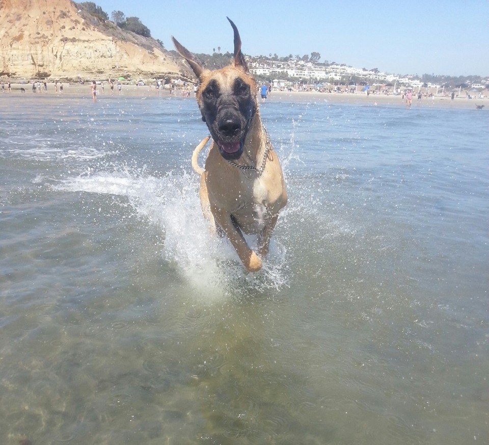 Happy Ruger at beach