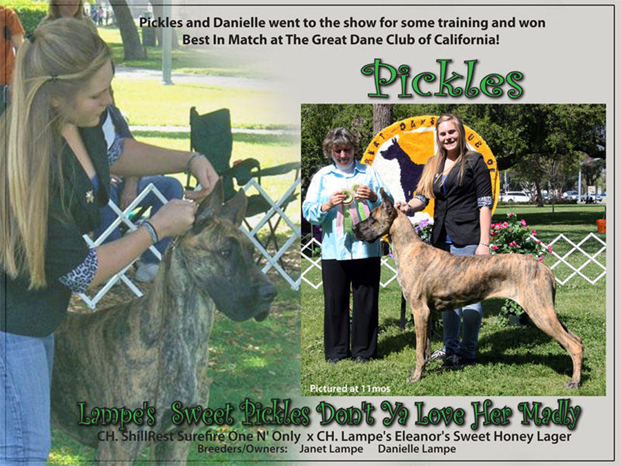 Pickles at Great Dane Club - Match